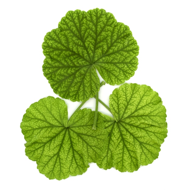 Geranium plant Geraniales leaf over white