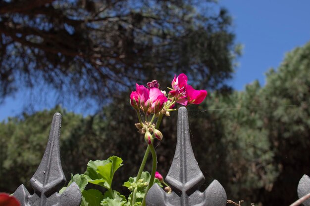 Geranium plant in a pot on a patio of a house the geranium\
frequently used in gardening