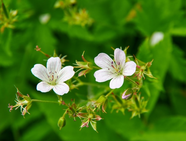 Geranium pratense - weidegeranium, soorten bloeiende planten in de familie Geraniaceae, inheems in Europa en Azië