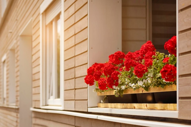 Geranium Red Flower Geranium Flowers blooming on Windowsill of Terrace outside Pelargonium