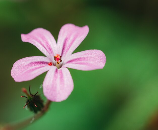 ゼラニウムrobertianum。ゼラニウムrobertianum。ゼラニウムrobertianumの花。ワイルドフラワーのコンセプト。