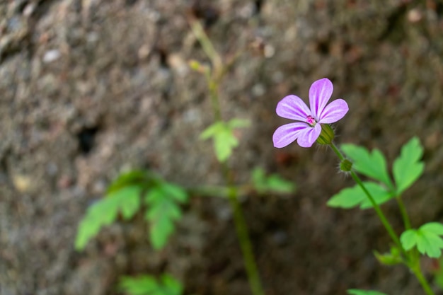 Geranium robertianum grows in the forest after fallen autumn foliage and moss Beautiful purple flower closeup Autumn landscape