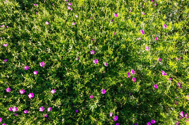 Geranium Sanguineum bloemplanten bloeien in de tuin