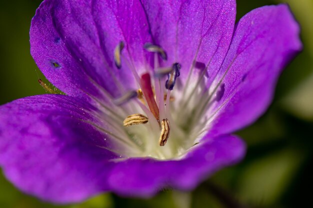 Geranium sylvaticum flower growing in forest close up