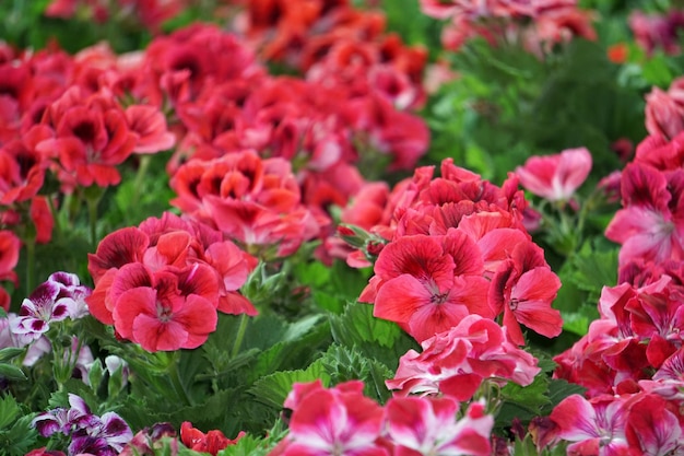 Geranium vlinder bloem close-up