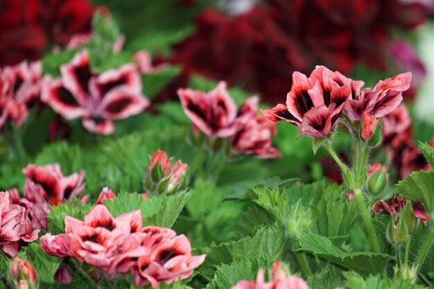 Geranium vlinder bloem close-up