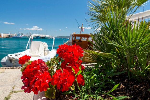 Photo geranium with boats in the background in the port of porto santo stefano