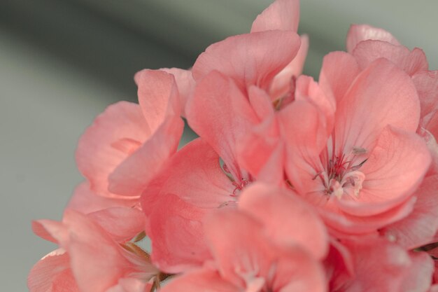 Photo geranium