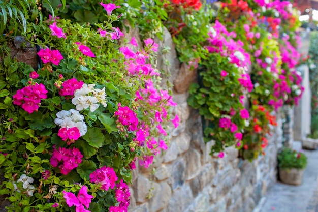 Photo geraniumclad walls in yvoire a riot of color