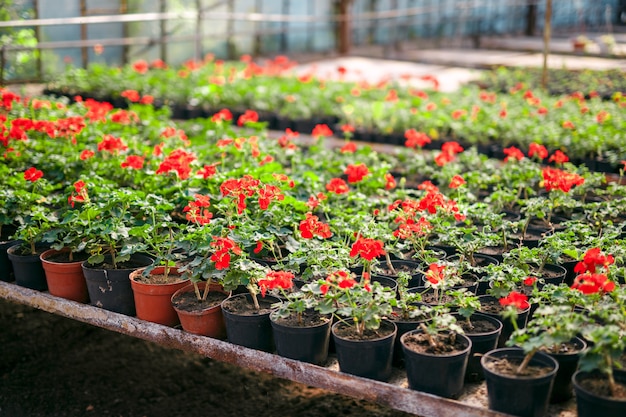 Geraniumpelargonium in serre van botanische tuin.