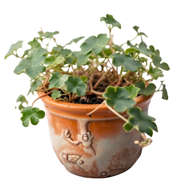 Geraniums in a clay pot isolated on a white background