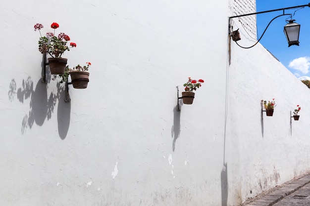 Geraniums in clay pots