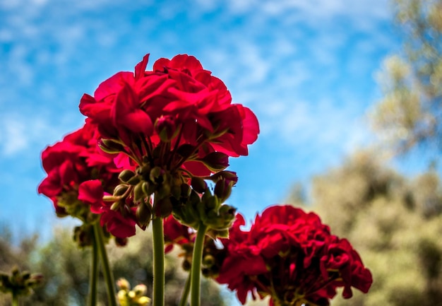 Geraniums viewed from below