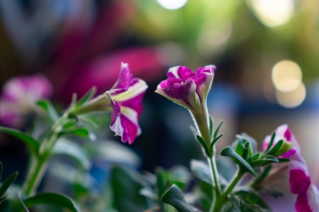 Geraniums zijn een geslacht van bloemen in de familie Geraniaceae Echte geraniums zijn winterharde vaste planten