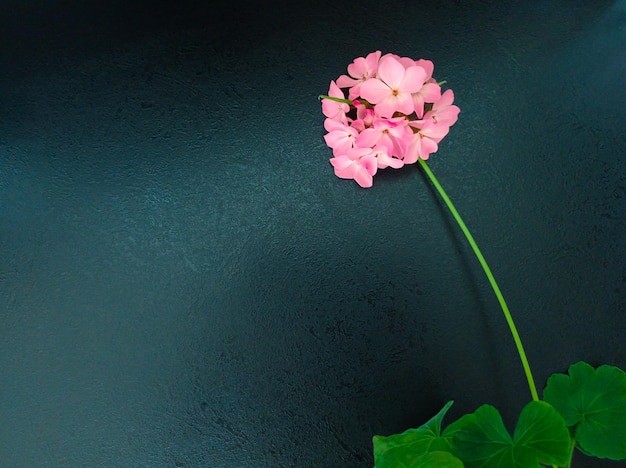Geraniumtak met roze bloem