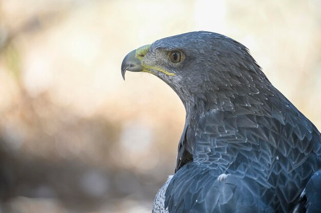 Geranoaetus melanoleucus of schildarend is een soort van accipitriforme vogel in de familie Accipitridae