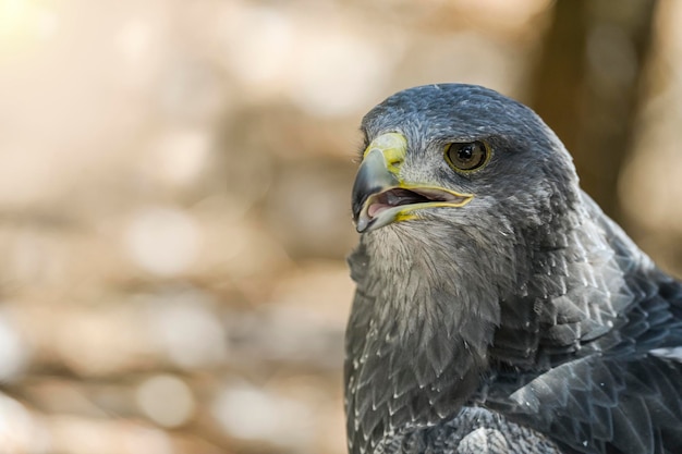 Geranoaetus melanoleucus of schildarend is een soort van accipitriforme vogel in de familie Accipitridae