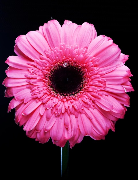 Foto gerber daisy standing tall