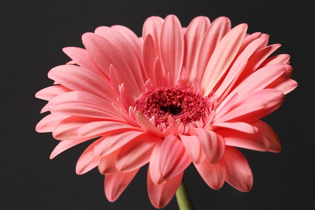 Gerbera beautiful vibrant flower