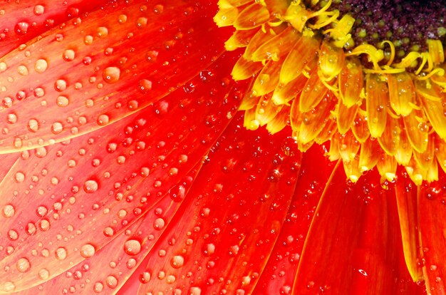 Gerbera bloem close-up achtergrond