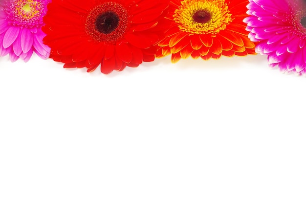 Gerbera bloem close-up op witte achtergrond