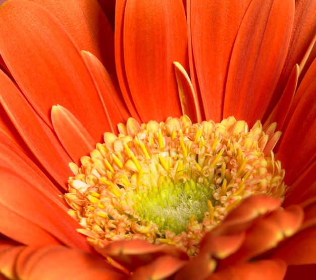 Gerbera bloem close-up