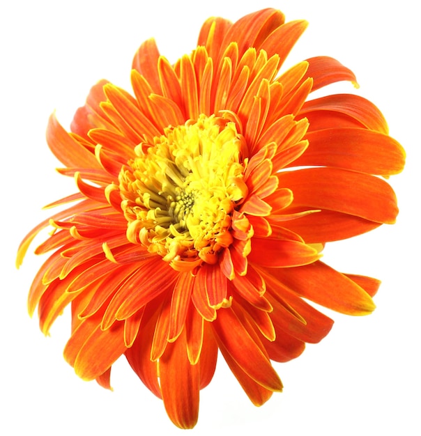 Foto gerbera bloem close-up