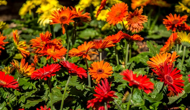 Gerbera bloem plant kleur