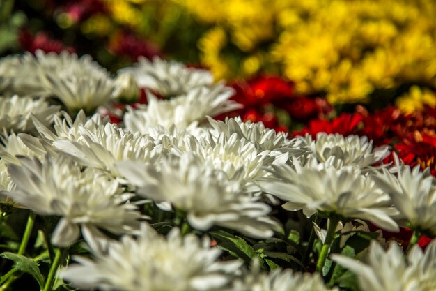 Gerbera bloem plant kleur