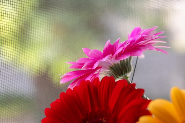 Gerbera bloemblaadjes close-up tegen wazig venster achtergrond