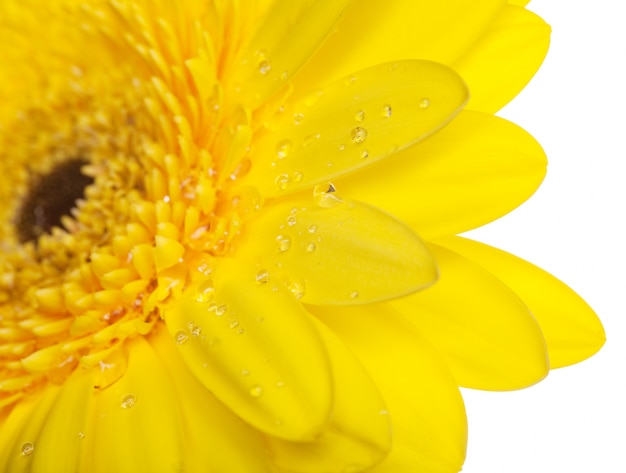 Gerbera bloemclose-up. Transvaal madeliefje