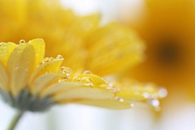 Gerbera bloemen met regendruppel