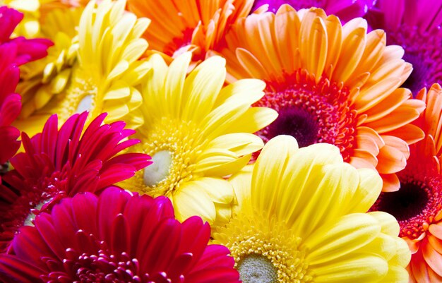 Gerbera bloemen