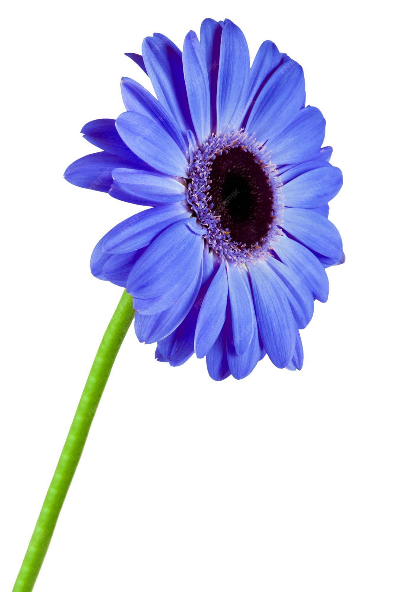 Premium Photo | Gerbera blue flower isolated on white