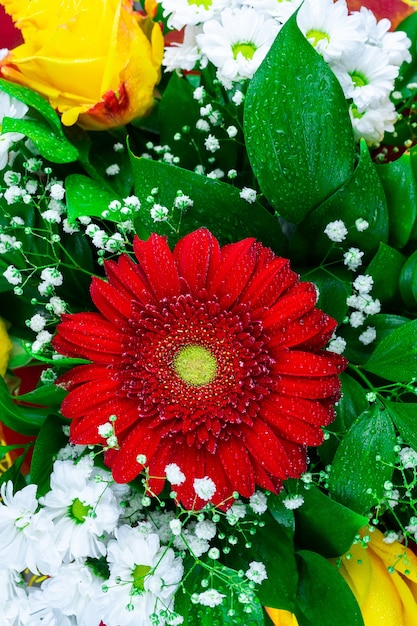 Foto gerbera crisantemo e rosa