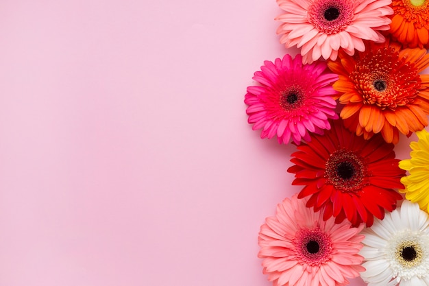 Foto la margherita della gerbera fiorisce con il fondo rosa dello spazio della copia