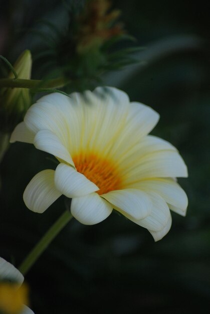 Photo gerbera daisy in the garden