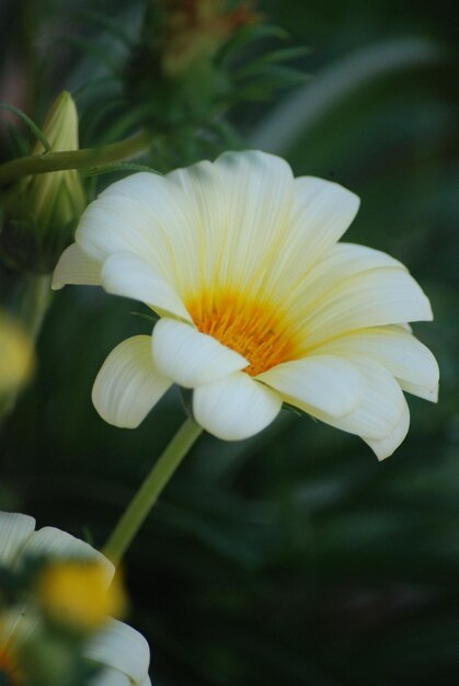 Photo gerbera daisy in the garden