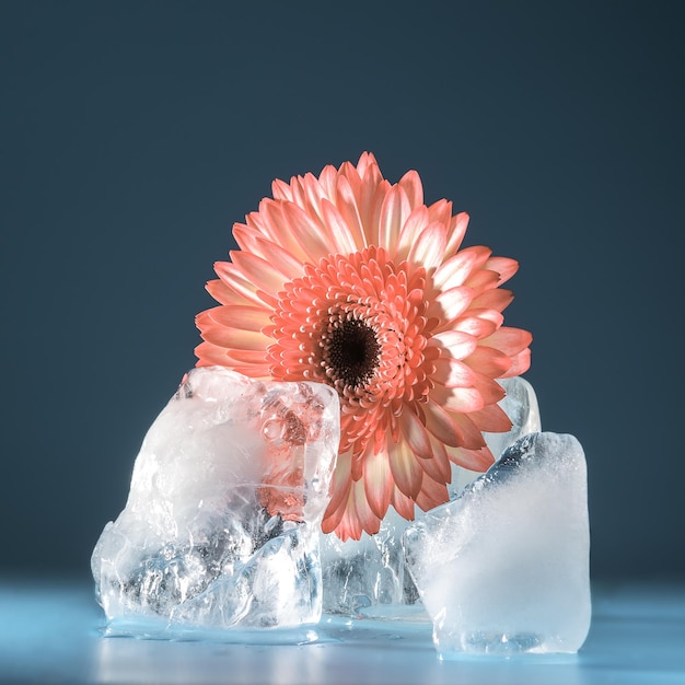 Un fiore di gerbera tra il ghiaccio che si scioglie su sfondo blu. concetto creativo di primavera.