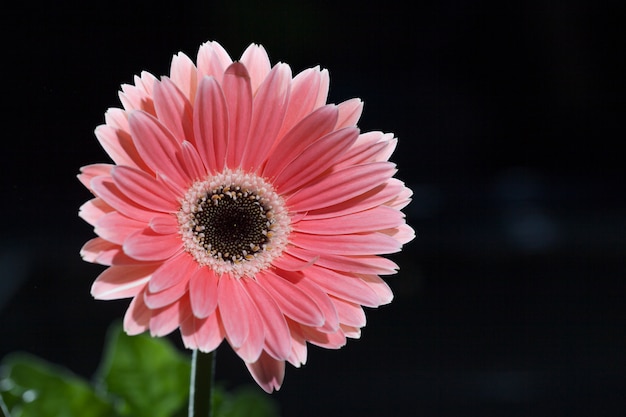 Priorità bassa e sorgente del fiore della gerbera