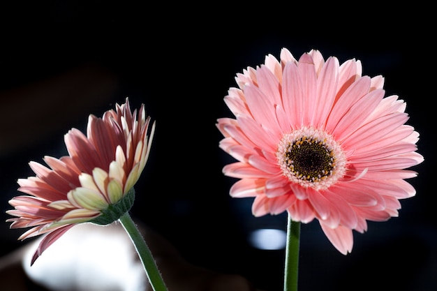 ガーベラの花の背景と春