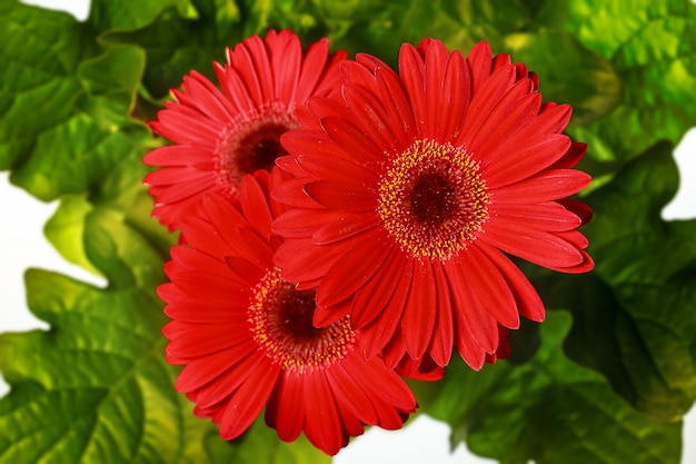 Gerbera Flower Background and Spring