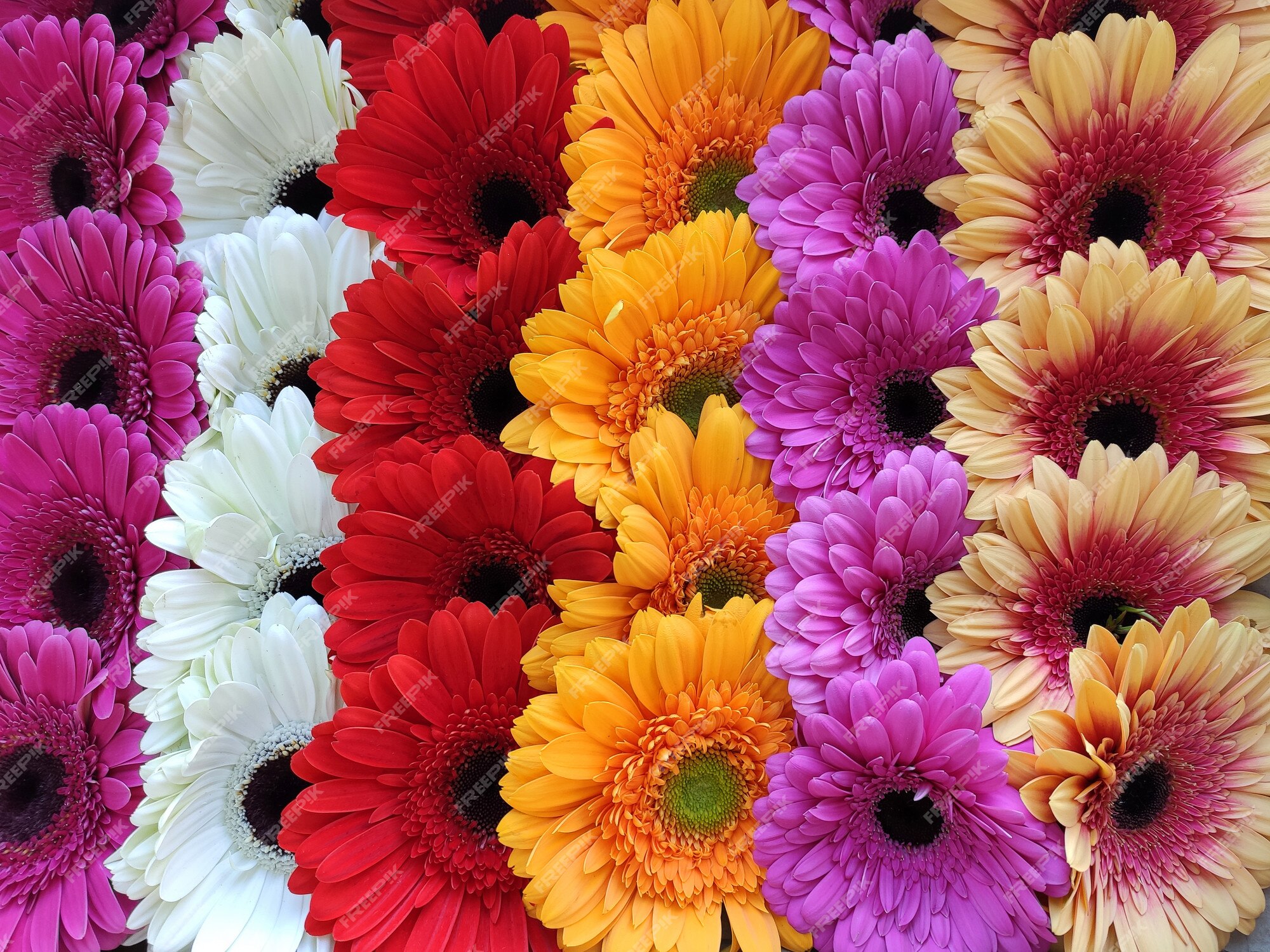 Flores de colores Images | Free Vectors, Stock Photos & PSD