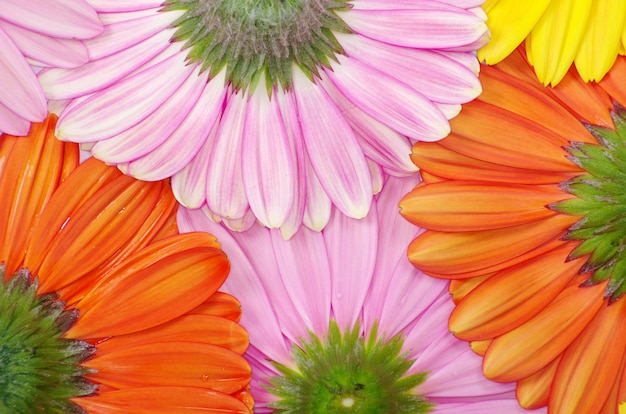 Gerbera 꽃 가까이 배경