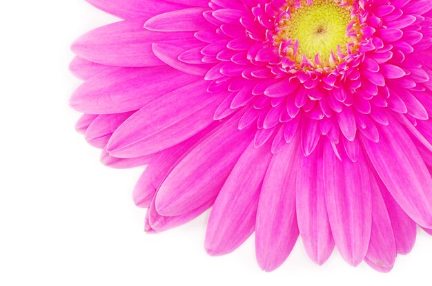 흰색 배경에 Gerbera 꽃 근접 촬영