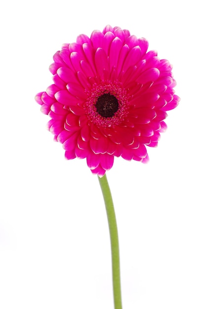 Primo piano del fiore della gerbera su fondo bianco