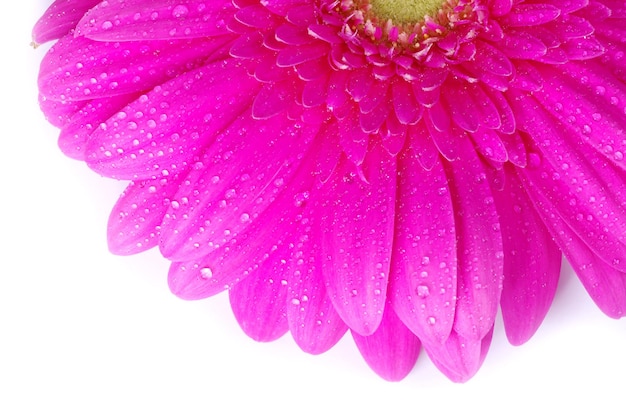 Gerbera flower closeup on white background
