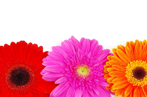 Primo piano del fiore della gerbera su fondo bianco