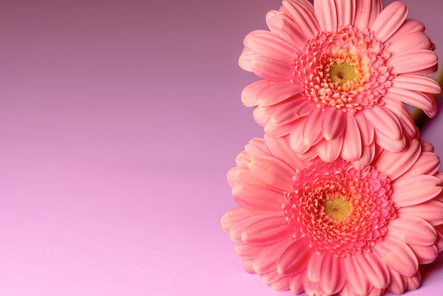 색상 배경에 Gerbera 꽃 Gerbera L은 Asteraceae Compositae 가족의 식물 속입니다