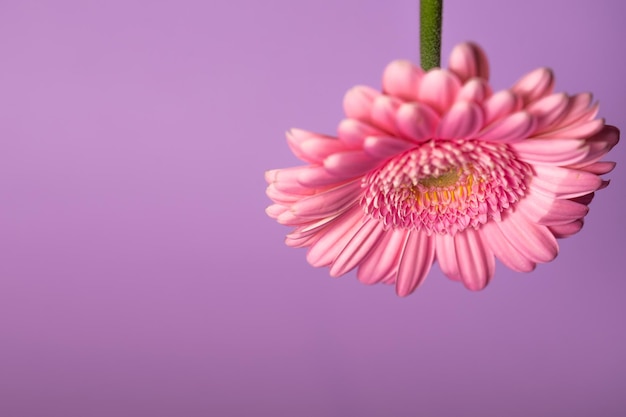 Gerbera flower on color background Gerbera L is a genus of plants in the Asteraceae Compositae family